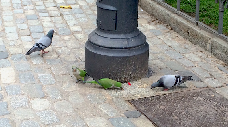 Parrots in the&nbsp;Park