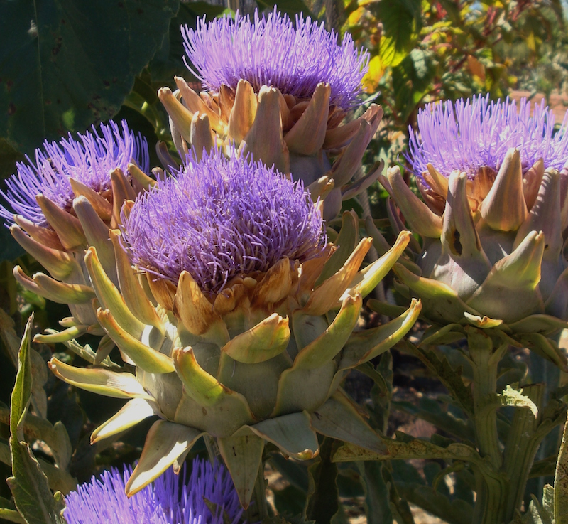 Artichoke Flowers by Eileen Kane