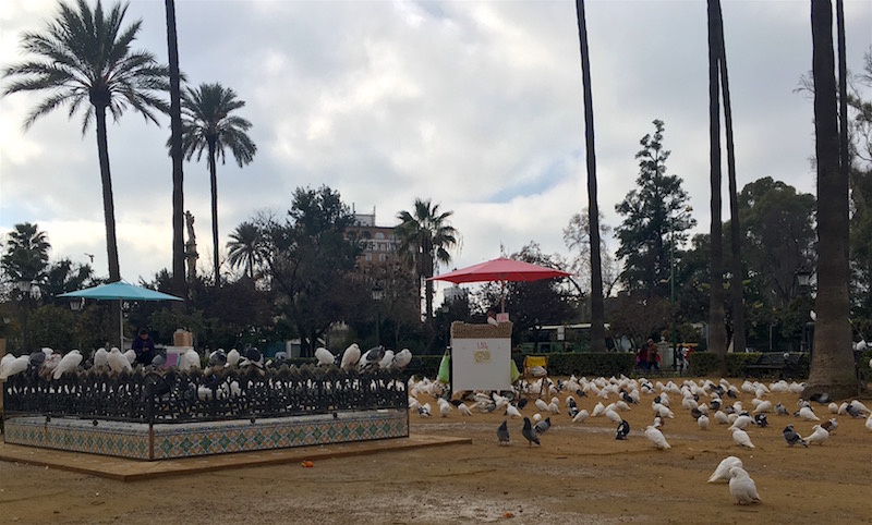 white pigeons Sevilla Spain