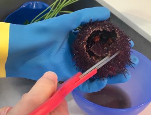 Opening a sea urchin