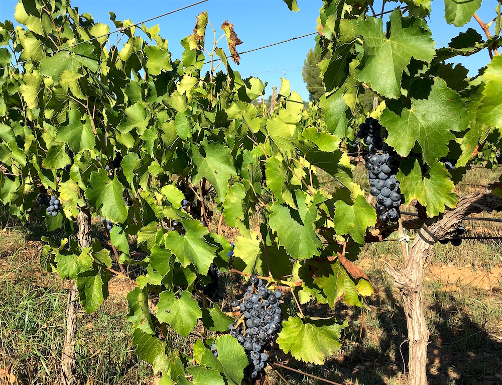 Garnacha vines Bodega Flors Winery Castellon Spain