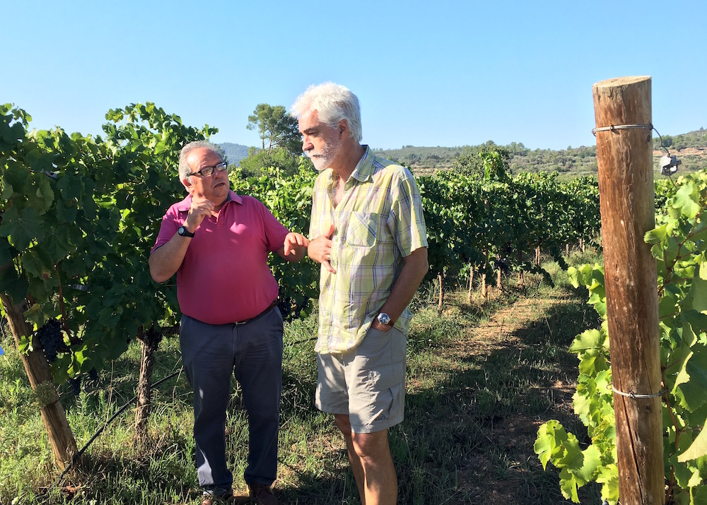Bodega-Flors-in-Vineyard