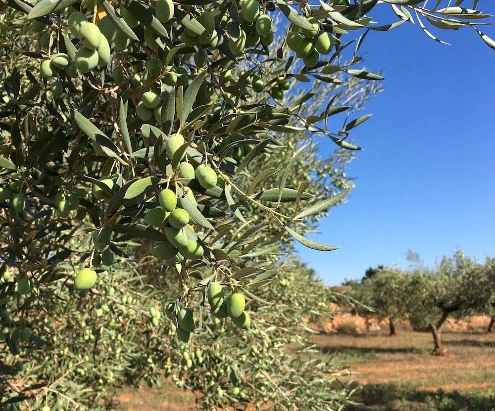 Olive Trees Castellon Spain