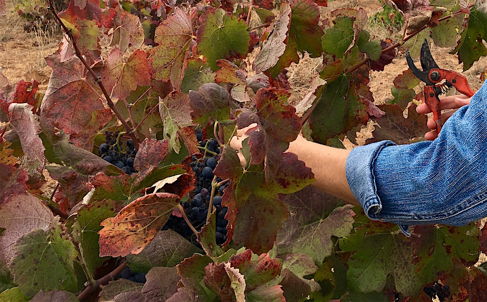 Grape-Harvesting-Closeup