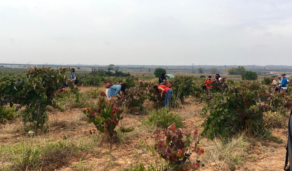 Bobal vineyard Vera de Estenas