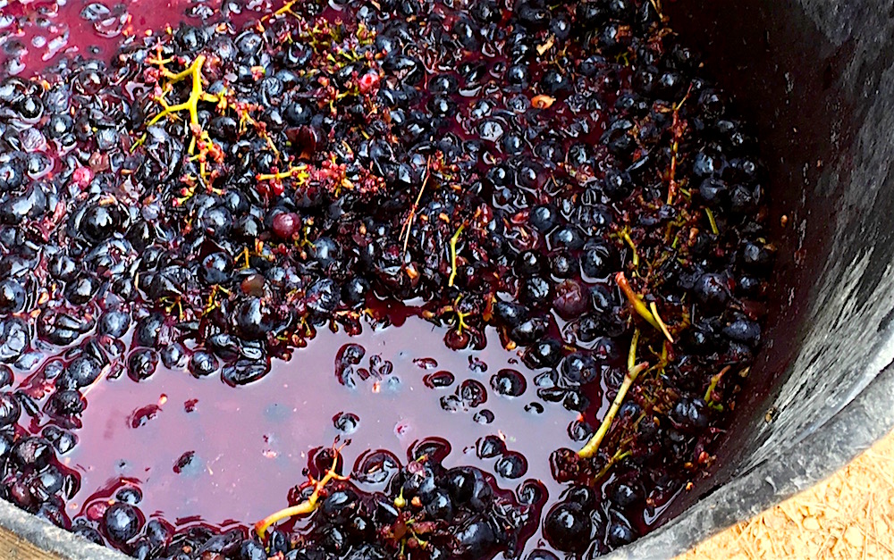 It’s Harvest Time in Valencia. Now kick off your shoes and jump in that&nbsp;bucket!