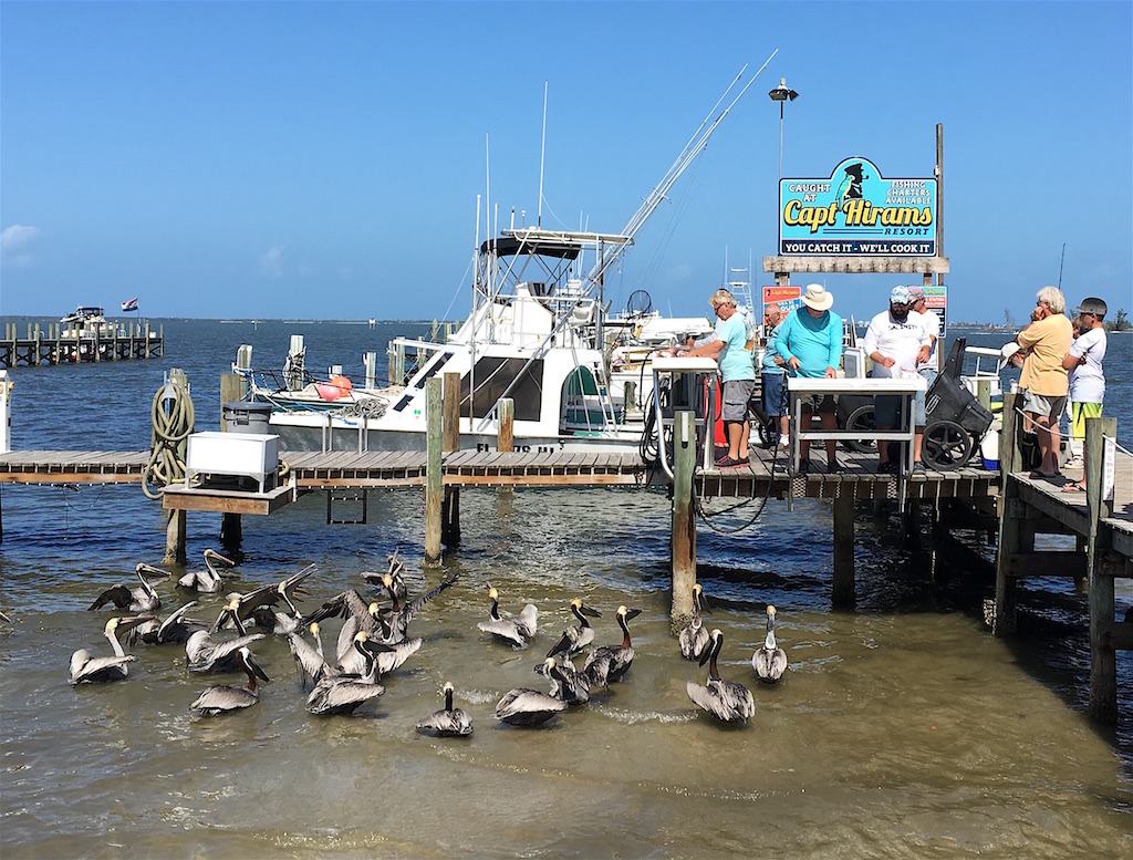 fishing boats feed pelicans Capt Hirams Sebastian