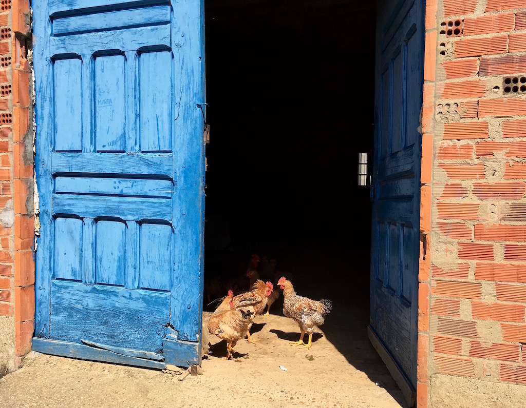 chickens behind a blue door