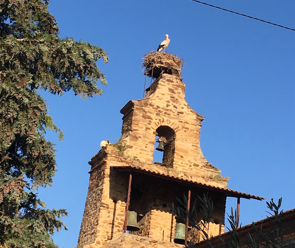 white stork nest on church bell tower
