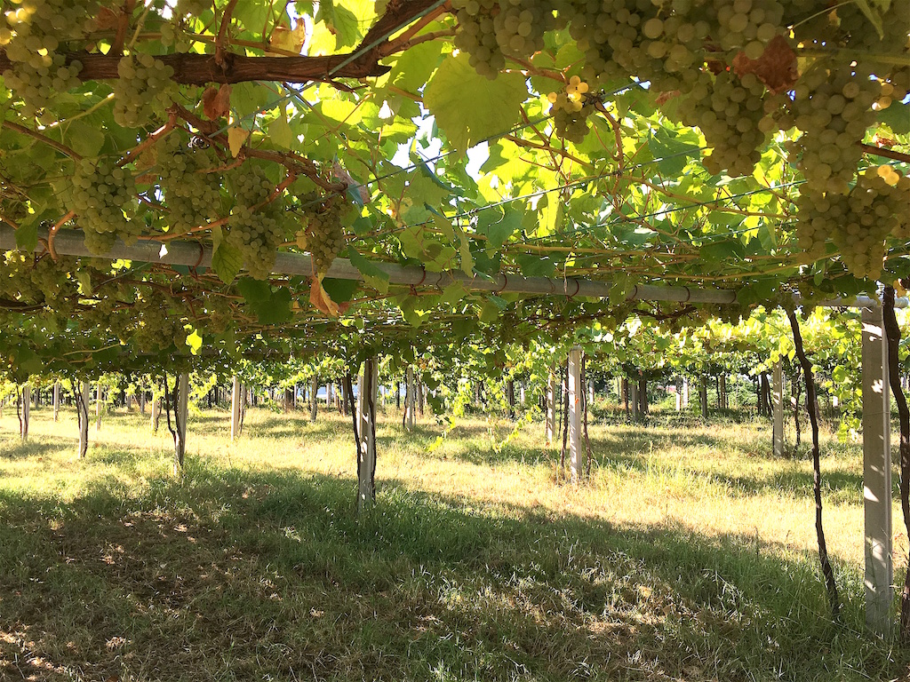 albarino grapes parra trellis galicia spain