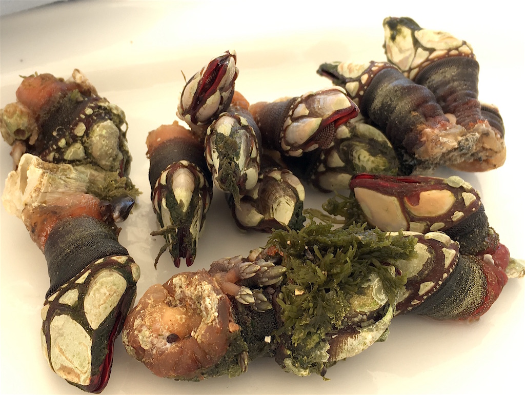 percebes goose barnacles galicia spain
