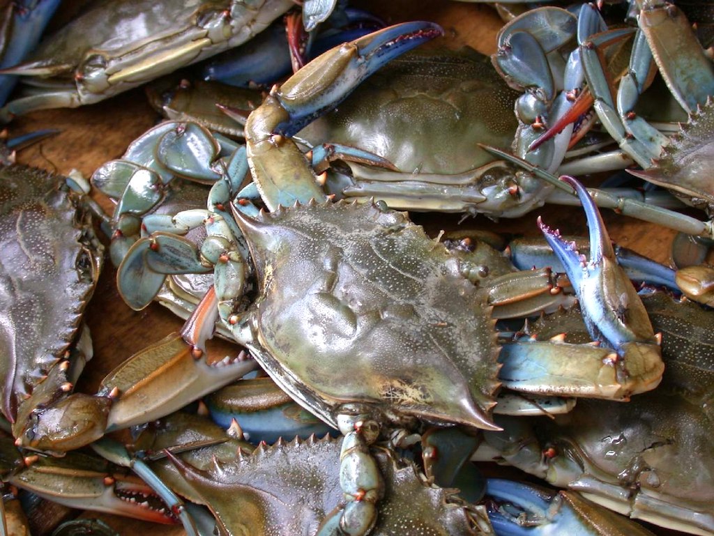atlantic blue crab photo wpopp