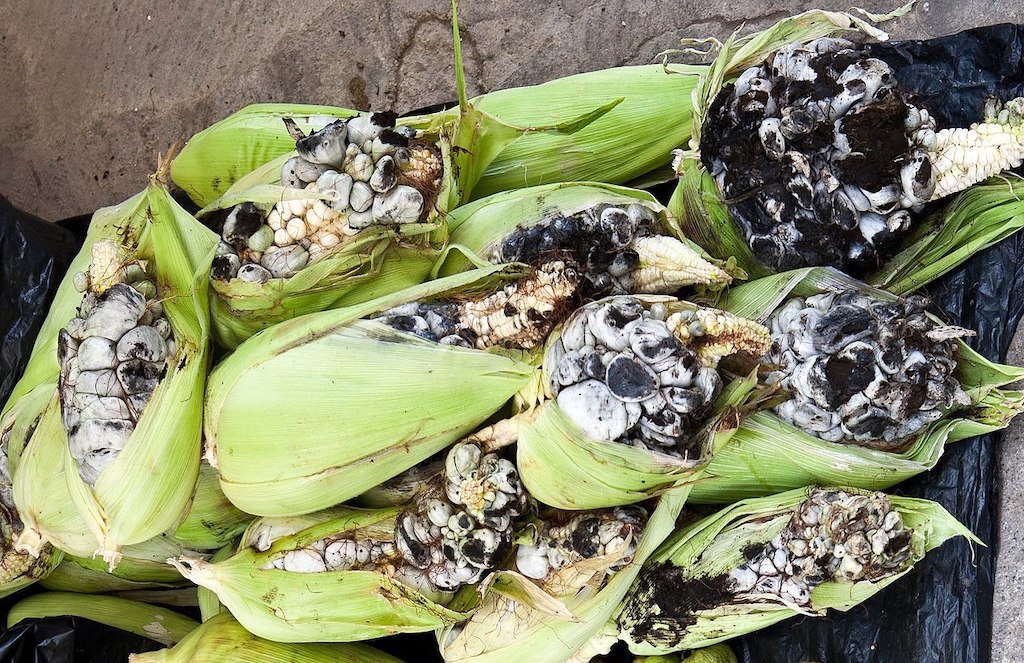 Huitlacoche ears of corn