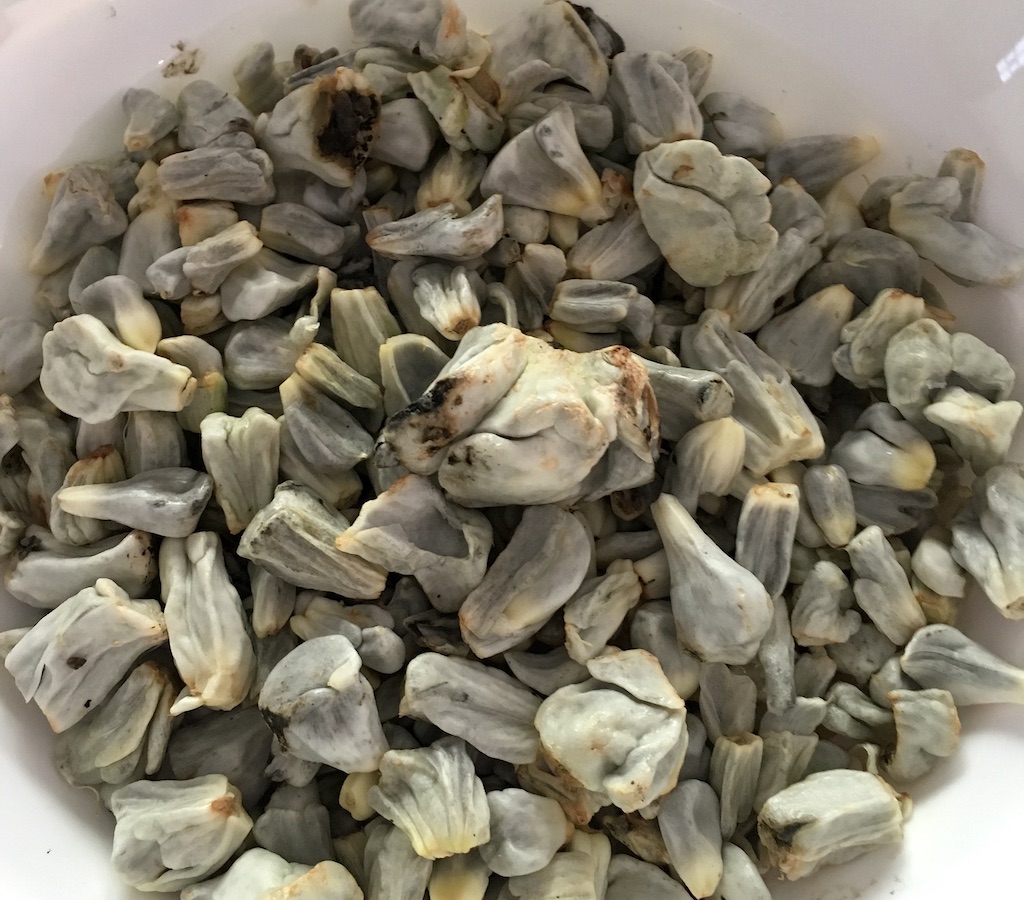 huitlacoche corn kernels