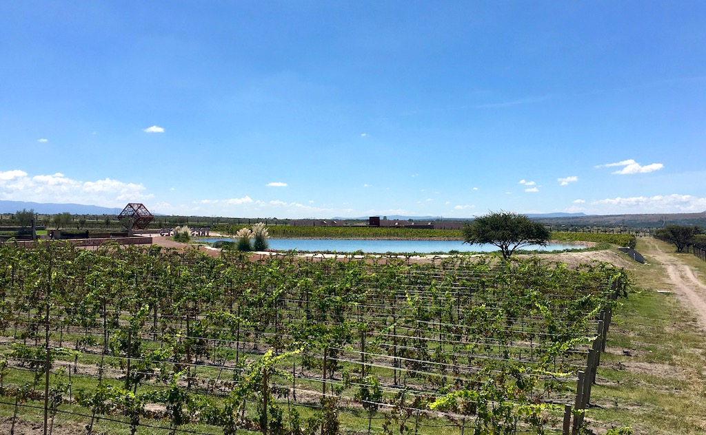 Tres Raices Vineyard view Guanajuato Mexico winery
