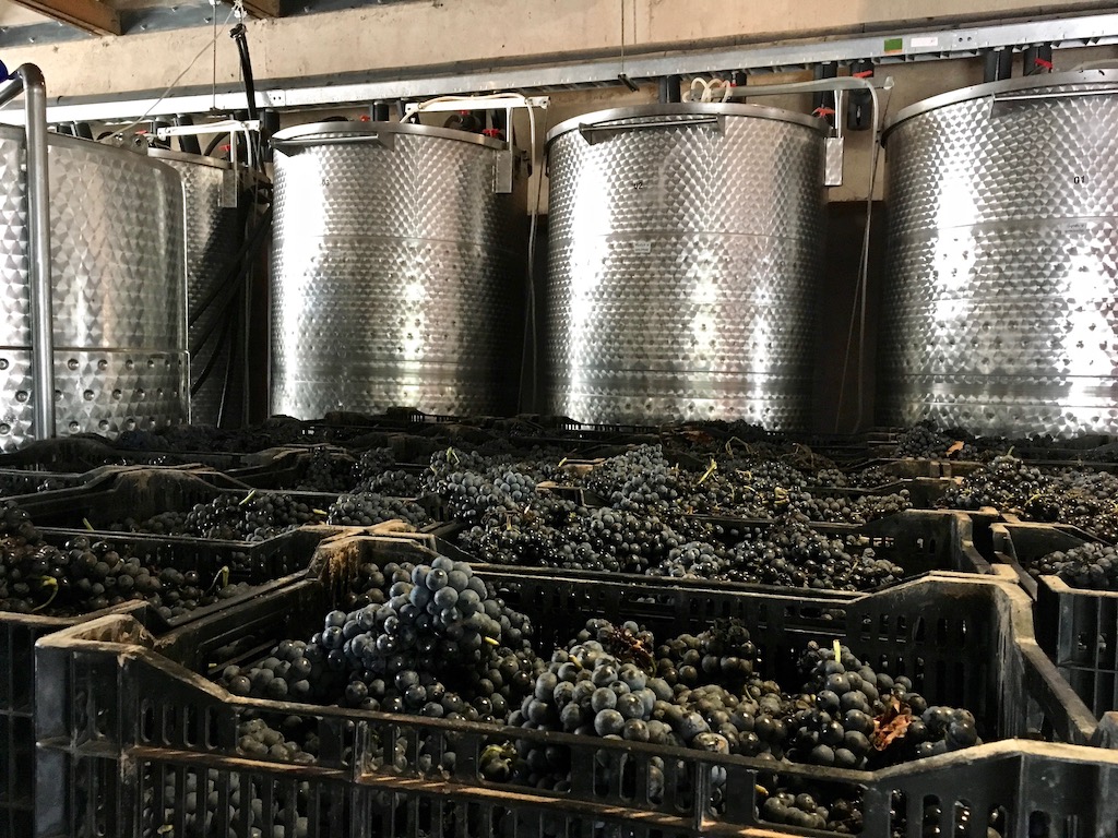 crates of grapes cuna de tierra