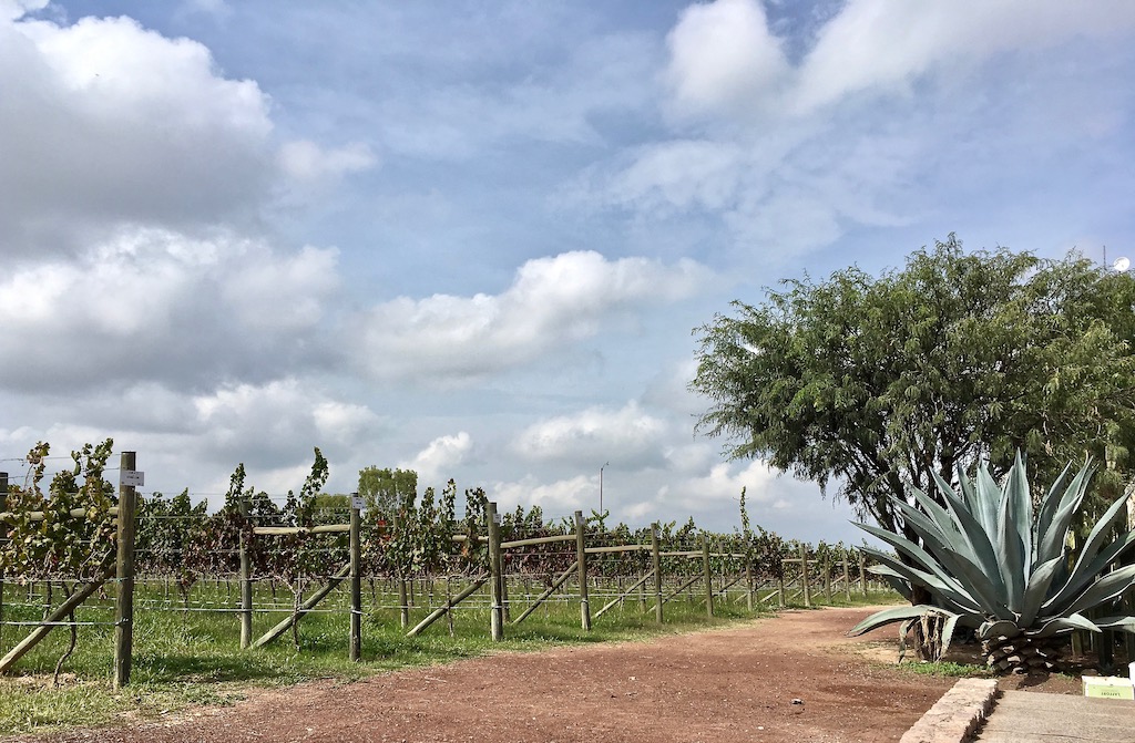 bodegas vega manchon vineyards guanajuato mexico