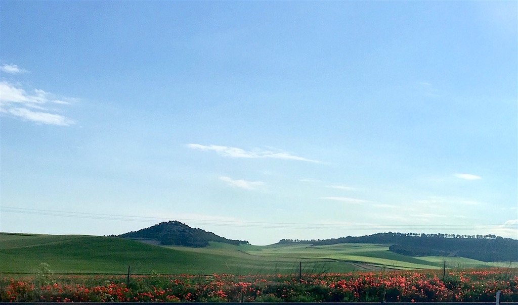 Castilla Leon fields of grain and poppies