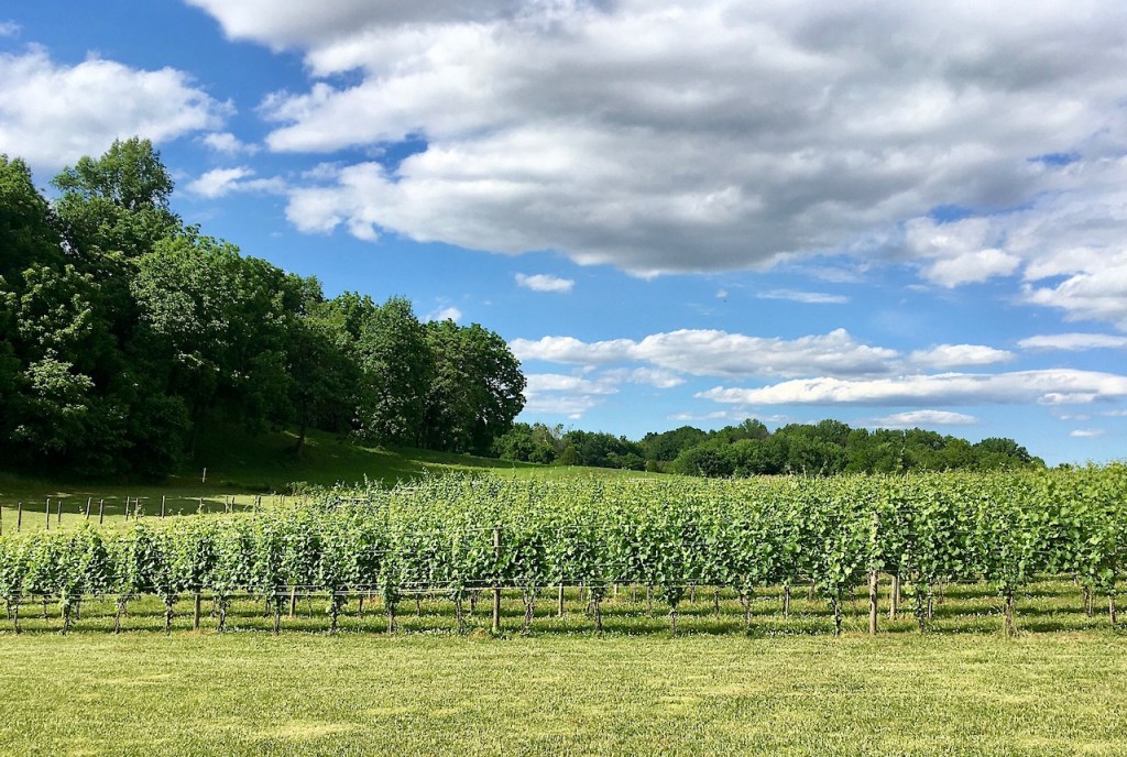 Links Bridge Vineyard