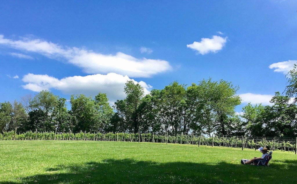 Loew vineyards shady spot