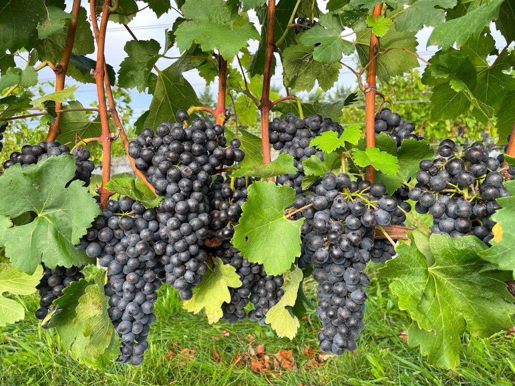 Catoctin Breeze Vineyard