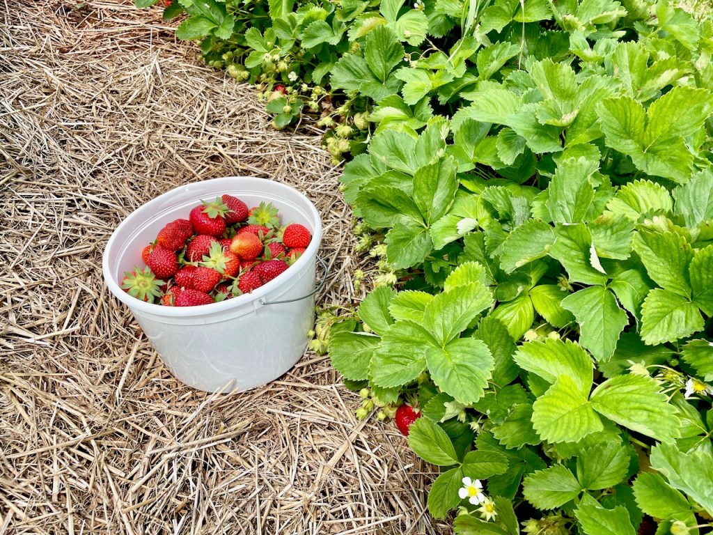 pick your own strawberries bucket