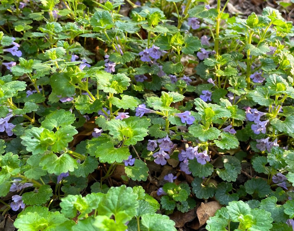 ground ivy creeping charley