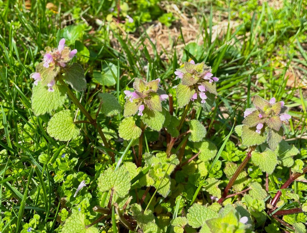 purple dead nettle