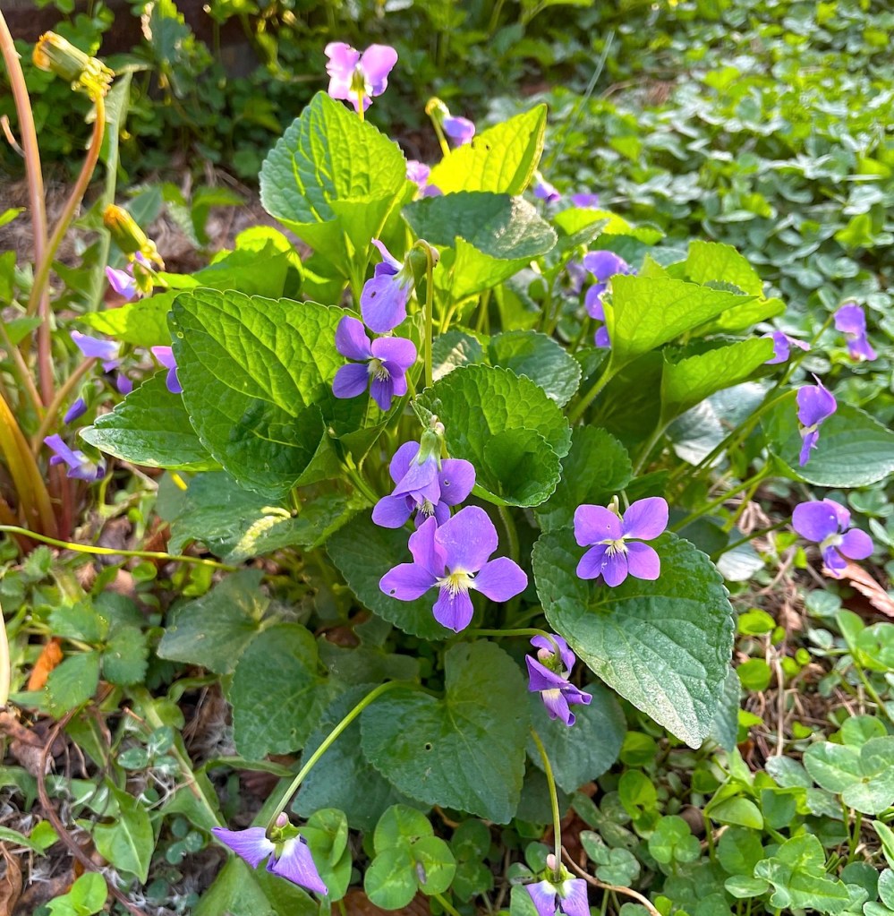 wild violets