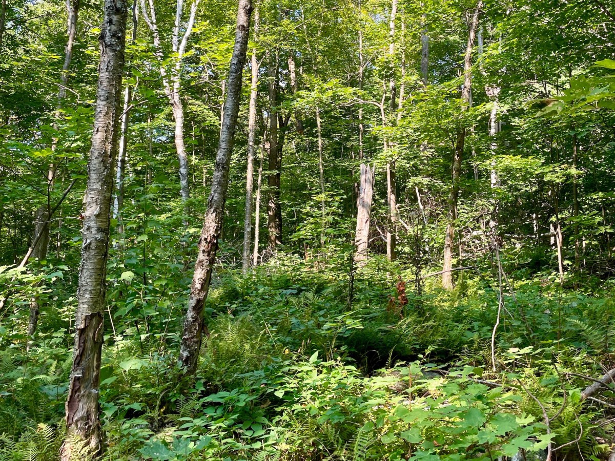 Lessons in Curious Eating: an&nbsp;Essay